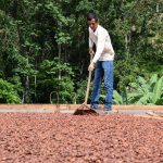 Producción de cacao primer trimestre 2020