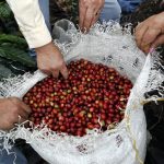 Campesinos revisan café recolectado en un cultivo cerca al municipio de Viotá, en el departamento de Cundinamarca, Colombia. REUTERS/José Miguel Gómez