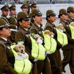 Oficiales de policía chilenos marchan con perros cachorros durante el desfile militar anual en el parque Bernardo O'Higgins en Santiago, Chile,REUTERS/Rodrigo Garrido