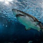 Pesca, artesanal e industrial, de tiburón en aguas de Colombia
