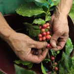Un campesino recolecta granos de café en un cultivo cerca al municipio de Sasaima, en el departamento de Cundinamarca,2012. REUTERS/José Miguel Gómez