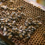 La Liga de las Abejas, un proyecto que busca la construcción de paz y la conservación ambiental Cultivo de abejas durante la época de la pandemia en Viani, departamento de Cundinamarca, Colombia, el agosto 10 de 2020. (Juancho Torres - Agencia Anadolu)