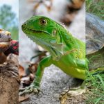 La tortuga morrocoy, la iguana verde y tortuga hicotea figuran entre los animales silvestres más consumidos durante la principal celebración religiosa en Colombia. Fotos: Instituto Humboldt
