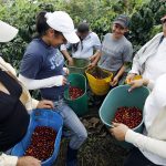 Recolectores muestran los frutos de café recogidos en una plantación cerca de Viotá, en el departamento de Cundinamarca. REUTERS/José Miguel Gómez