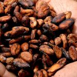 Granos de Cacao para Chocolate