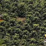Campesinos recogen café en una plantación cerca del municipio de Montenegro, en el departamento de Quindío. REUTERS/José Miguel Gómez