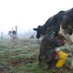 Un campesino ordeña una vaca en El Rosal, cerca de Bogotá.REUTERS/Eliana Aponte