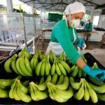 Una mujer trabaja en una finca productora de banano en Carepa. REUTERS/Jaime Saldarriaga
