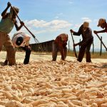 Directivos de Karuturi, una empresa india con cuatro explotaciones comerciales en Etiopía, comprueban el maíz cosechado por los trabajadores de la explotación de Karuturi, en Bako, Etiopía. REUTERS/Barry Malone