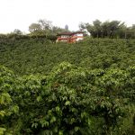 Panorámica de una plantación de café cerca al municipio de Santa Rosa de Cabal, en el departamento de Risaralda. REUTERS/José Miguel Gómez