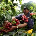 Un caficultor recoge los frutos del café en una plantación cerca al municipio de Montenegro, en el departamento del Quindío. REUTERS/José Miguel Gómez