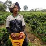 Un campesino recolecta granos de café en un cultivo cerca al municipio de Montenegro, en el departamento del Quindío. REUTERS/José Miguel Gómez