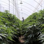 Un empleado de la empresa Clever Leaves trabaja en una plantación de cannabis, en un invernadero en Pesca. REUTERS/Luisa González