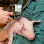 La FAO alerta a los países de América Latina por el primer caso de peste porcina africana en la región