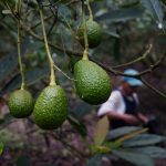 Cultivo de aguacate Hass en el departamento de Quindío en Colombia