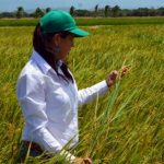 El arroz a exportar a Estados unidos ha sido cultivado por mujeres arroceras colombianas