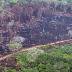 Crece la deforestación en Colombia