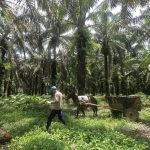 Un grupo de 42 palmicultores colombianos, que desde hace más de tres años implementa estándares globales de sostenibilidad económica, social y ambiental en la producción de aceite de palma, será certificado este octubre por la Mesa Redonda de Aceite de Palma Sostenible (RSPO, por su sigla en inglés). EFE/ Ricardo Maldonado Rozo