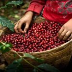 Recolector de café en Colombia