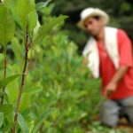 Cultivos ilícitosen Colombia