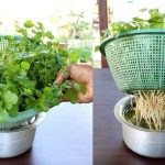 Cómo germinar y cultivar cilantro en casa con un colador