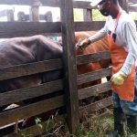 Informe preliminar dado a conocer por el ICA y Fedegán-FNG registra que en los primeros siete días de la jornada de vacunación se ha inmunizado o protegido cerca del 18 por ciento del total del inventario bovino y bufalino.