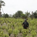 Erradicación de los cultivos de coca