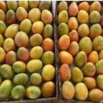 Mango de azúcar colombiano llegó por primera vez a EE