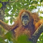 El orangután de Tapanuli recién descubierto. Foto de Wikimedia.