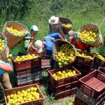 Pequeños productores de Colombia