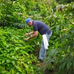 En Ovejas, producen ñame, maíz y frutales para implementar el Acuerdo de Paz (2)