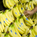 Colombia exportó más de 63,7 millones de cajas de banano entre enero y julio del presente año, lo que representa 10 millones más que en idéntico periodo de 2023, según cifras disponibles hoy de la Asociación de Bananeros (Augura).