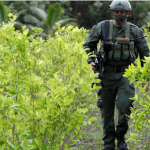 Producción de COCA  en Colombia