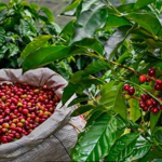 Colombia registró una producción de un millón 340 mil sacos de café de 60 kilogramos en octubre pasado, lo que representa un crecimiento del 16 por ciento frente a idéntico periodo de 2023, informó hoy una fuente autorizada..Foto FEDECAFE