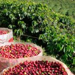 La producción de café de Colombia fue de 13 millones 997 mil sacos de 60 kilogramos al cierre de 2024