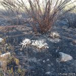 Gracias al trabajo articulado de bomberos, guardabosques y militares, 8 de los 10 focos encontrados ya han sido controlados.