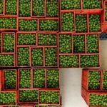 Colombia exportó seis mil 512 toneladas de aguacate Hass a Estados Unidos para ser consumidos durante la celebración de la final del campeonato de fútbol americano (NFL), conocida como el Super Bowl, informó hoy una fuente autorizada.