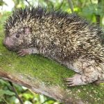 Una especie de puercoespín endémica de Colombia, denominada Coendou vossi, fue descubierta por un grupo de investigadores de la nación sudamericana, informó hoy el Instituto Humboldt.