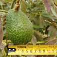 Colombia podría perder una gran producción de aguacate hass si no toma medidas contra el cambio climático. Foto Cortesía: Diego Fernando Sánchez Vivas, magíster en Geomática de la UNAL.