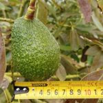 Colombia podría perder una gran producción de aguacate hass si no toma medidas contra el cambio climático. Foto Cortesía: Diego Fernando Sánchez Vivas, magíster en Geomática de la UNAL.