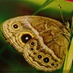 mariposa-alternativa-para-erradicar-plantaciones-coca