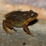 De “cejas amarillas”, así es nueva especie de rana colombiana