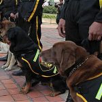 En el Centro Empresarial Santa Bárbara se realizó una exhibición de perros de seguridad y fueron homenajeados por la fundación de Mascotas Civicas.
